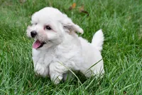 Milo, a male Maltipoo for sale in Baltic, OH – 5 of 8