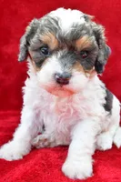 Addie, a female Cavapoo for sale in Baltic, OH – 1 of 6