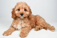 Murphy, a male Cavapoo for sale in Baltic, OH – 2 of 9