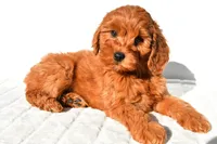 Ellie, a female Miniature Goldendoodle for sale in Baltic, OH – 9 of 9