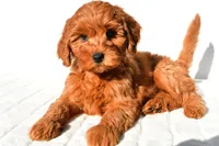 Ellie, a female Miniature Goldendoodle for sale in Baltic, OH – 8 of 9