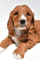 Archer, a male Miniature Goldendoodle for sale in Baltic, OH – 3 of 7