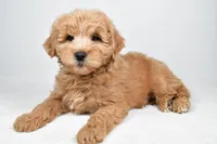 Louie, a male Miniature Goldendoodle for sale in Baltic, OH – 2 of 5