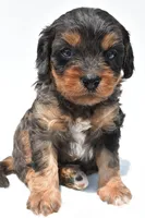 Piper, a male Cavapoo for sale in Baltic, OH – 4 of 8