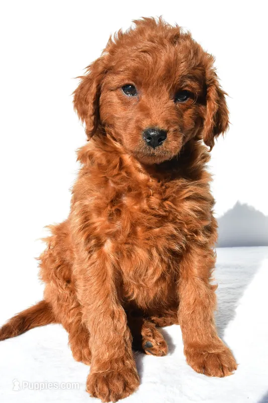 Tucker – Miniature Goldendoodle puppy for sale in Baltic, OH
