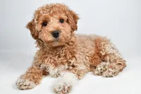 Sophie, a female Bichpoo for sale in Baltic, OH – 6 of 10