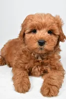 Theo, a male Miniature Goldendoodle for sale in Baltic, OH – 3 of 6