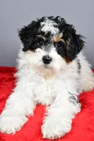 Ginger, a female Miniature Bernedoodle for sale in Baltic, OH – 7 of 9