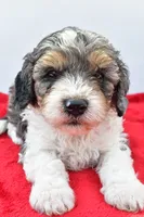 Harper, a male Cavapoo for sale in Baltic, OH – 4 of 8