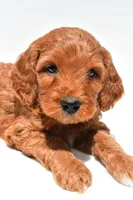 Windsor, a male Miniature Goldendoodle for sale in Baltic, OH – 4 of 7