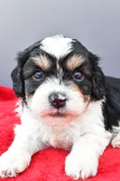 Teddy, a male Cavapoo for sale in Baltic, OH – 8 of 9