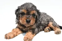 Amber, a female Cavapoo for sale in Baltic, OH – 2 of 7