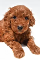 Ruby, a female Miniature Goldendoodle for sale in Baltic, OH – 3 of 8