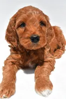Ellie, a female Miniature Goldendoodle for sale in Baltic, OH – 2 of 8