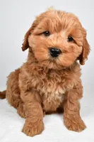 Sterling, a male Miniature Goldendoodle for sale in Baltic, OH – 4 of 4