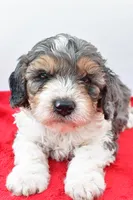 Harper, a male Cavapoo for sale in Baltic, OH – 3 of 8