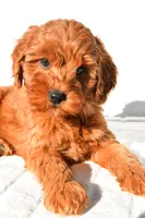 Ellie, a female Miniature Goldendoodle for sale in Baltic, OH – 7 of 9