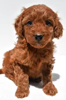 Ruby, a female Miniature Goldendoodle for sale in Baltic, OH – 8 of 8