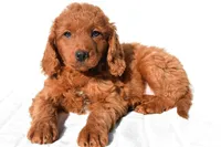 Dolly, a female Miniature Goldendoodle for sale in Baltic, OH – 7 of 7