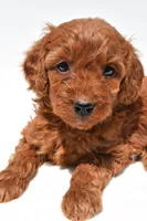 Ruby, a female Miniature Goldendoodle for sale in Baltic, OH – 4 of 8