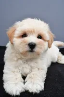 Bella , a male Maltipoo for sale in Baltic, OH – 4 of 7