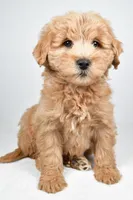 Louie, a male Miniature Goldendoodle for sale in Baltic, OH – 4 of 5