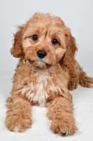 Murphy, a male Cavapoo for sale in Baltic, OH – 9 of 9