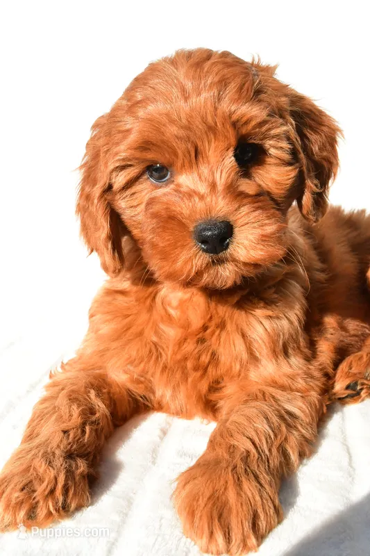 Ellie – Miniature Goldendoodle puppy for sale in Baltic, OH