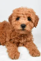 Pearl, a female Miniature Goldendoodle for sale in Baltic, OH – 3 of 5