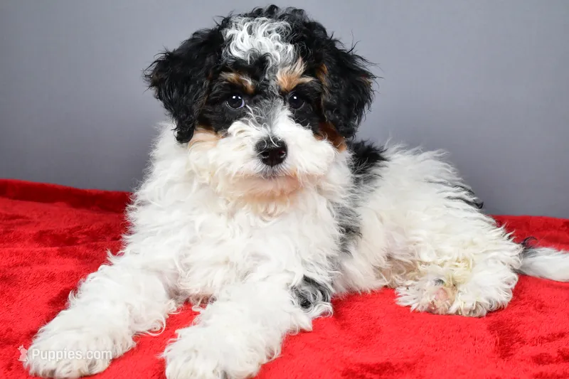 Ginger – Miniature Bernedoodle puppy for sale in Baltic, OH