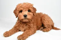 Maisie, a female Miniature Goldendoodle for sale in Baltic, OH – 5 of 5