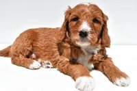 Archer, a male Miniature Goldendoodle for sale in Baltic, OH – 5 of 7
