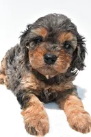 Amber, a female Cavapoo for sale in Baltic, OH – 7 of 7