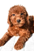 Gracie, a female Miniature Goldendoodle for sale in Baltic, OH – 3 of 6