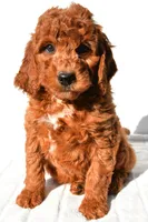 Pumpkin , a male Miniature Goldendoodle for sale in Baltic, OH – 3 of 9