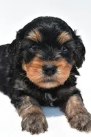 Bacter, a male Cavapoo for sale in Baltic, OH – 6 of 9