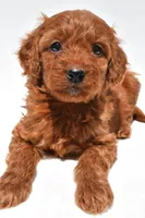 Ruby, a female Miniature Goldendoodle for sale in Baltic, OH – 2 of 8