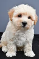 Bella , a male Maltipoo for sale in Baltic, OH – 2 of 7