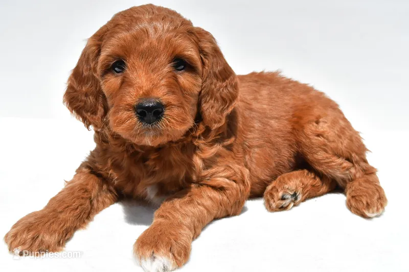 Ellie – Miniature Goldendoodle puppy for sale in Baltic, OH