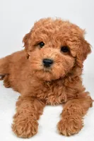 Maisie, a female Miniature Goldendoodle for sale in Baltic, OH – 3 of 5