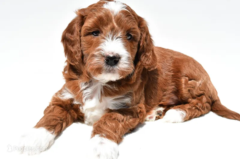 Ace – Miniature Goldendoodle puppy for sale in Baltic, OH