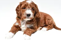 Ace, a male Miniature Goldendoodle for sale in Baltic, OH – 1 of 8