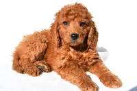 Aspen, a male Miniature Goldendoodle for sale in Baltic, OH – 3 of 6