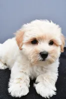 Bella , a male Maltipoo for sale in Baltic, OH – 6 of 7