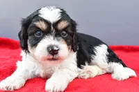Teddy, a male Cavapoo for sale in Baltic, OH – 7 of 9