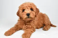 Pearl, a female Miniature Goldendoodle for sale in Baltic, OH – 5 of 5