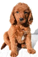 Dolly, a female Miniature Goldendoodle for sale in Baltic, OH – 2 of 7