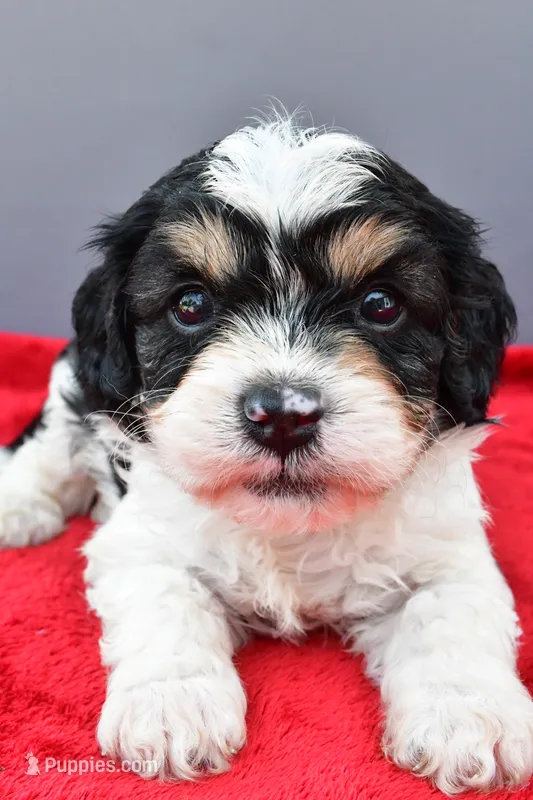 Teddy – Cavapoo puppy for sale in Baltic, OH