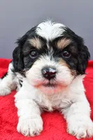 Teddy, a male Cavapoo for sale in Baltic, OH – 1 of 9