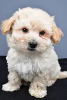 Biscuit , a male Maltipoo for sale in Baltic, OH – 5 of 6